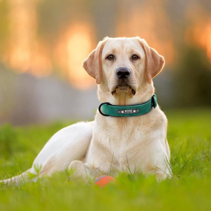 Collier Chien Personnalisé en Cuir